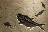 Green River Fossil Fish Mural with Large Diplomystus #382730-1